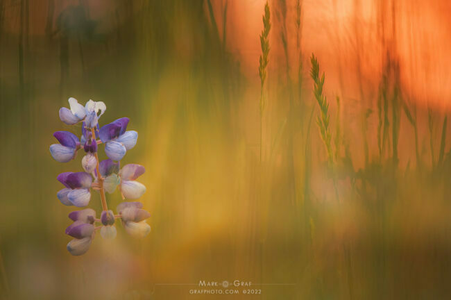 atmospheric flower photographs