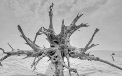 Michigan Dunes: Dune Totems