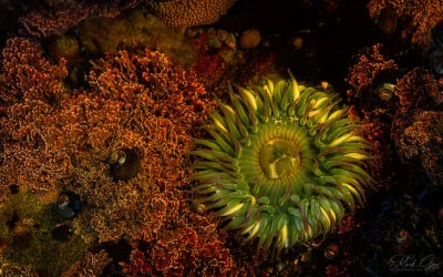 Tide Pool discoveries