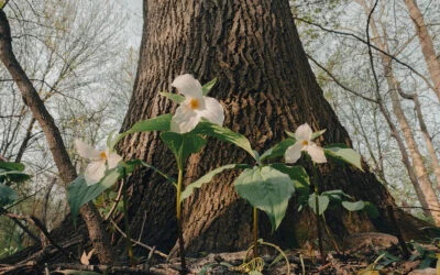 Mother Hub Tree and Trillium