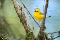 yellow warbler at Magee Marsh Ohio