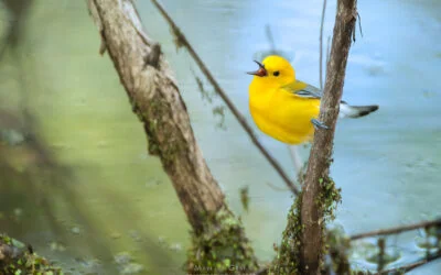 Following a yellow celebrity