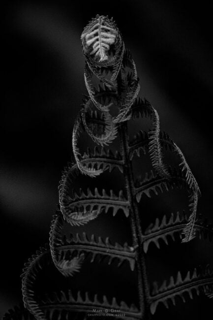 Fern frond black and white