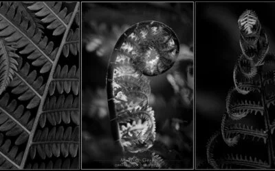 Fern studies