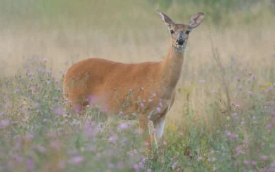 Friend or Foe Doe