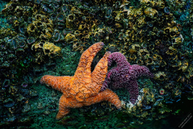 sea star pair rich detail tide pool images