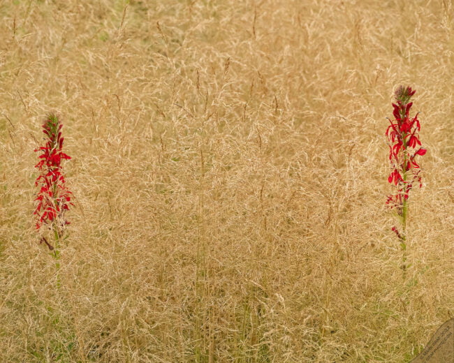 rain garden plants and flowers