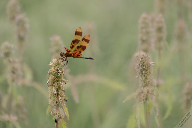 Halloween pennant dragonfly Celithemis eponina
