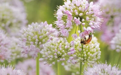 Oudolf Garden Detroit – Summer blooms