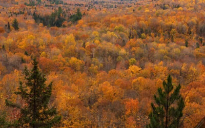 Sturgeon River Wilderness