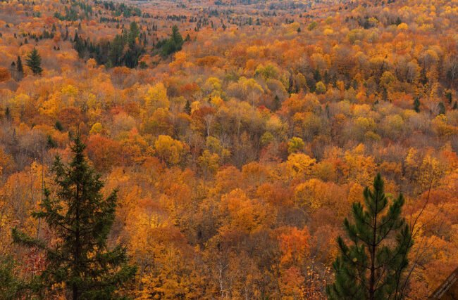 Sturgeon River Wilderness