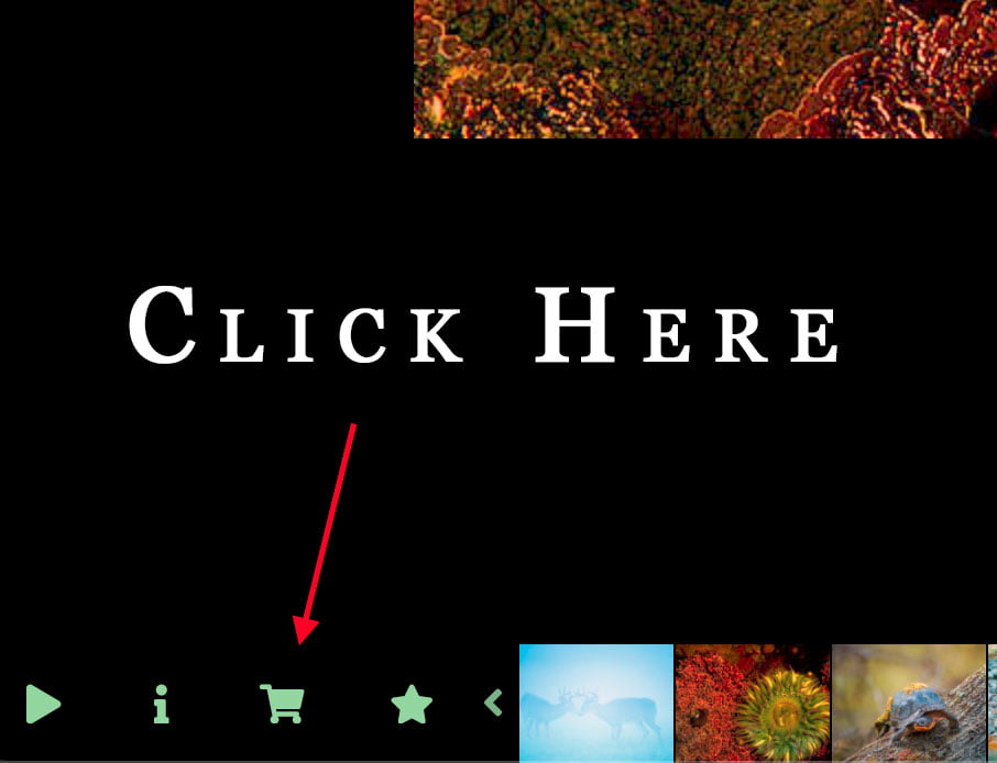 online-nature-gallery-print-orders online nature prints for sale