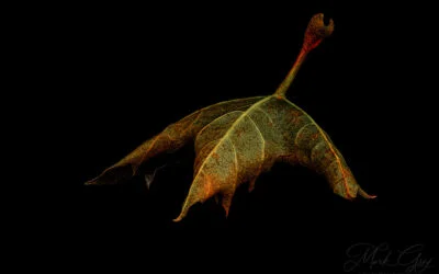 Leaf Creatures – Season 2