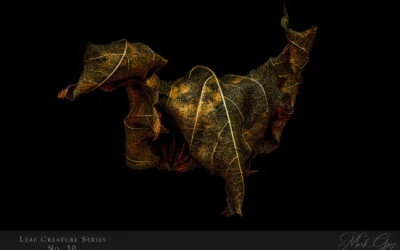 Leave the Leaves – they may bite
