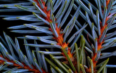Blue Spruce