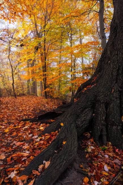 old red oak in autumn