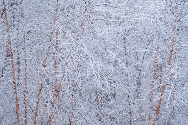 River Birch Winter Wonderland WI10736