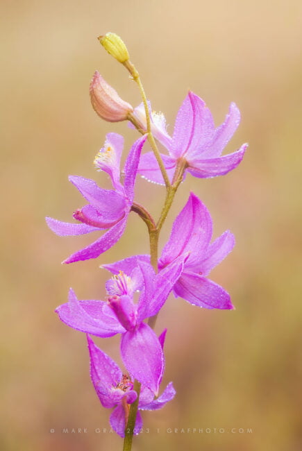 Michigan orchid wall art