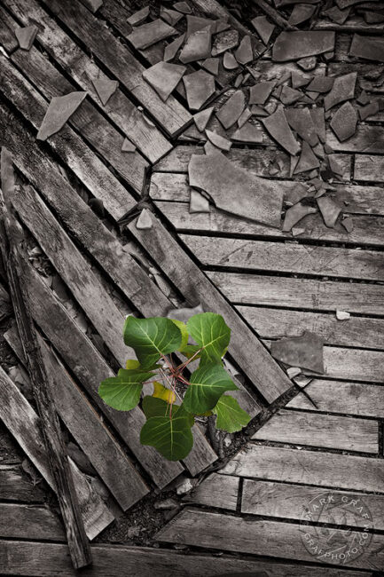 D-Nature series "Assembly"