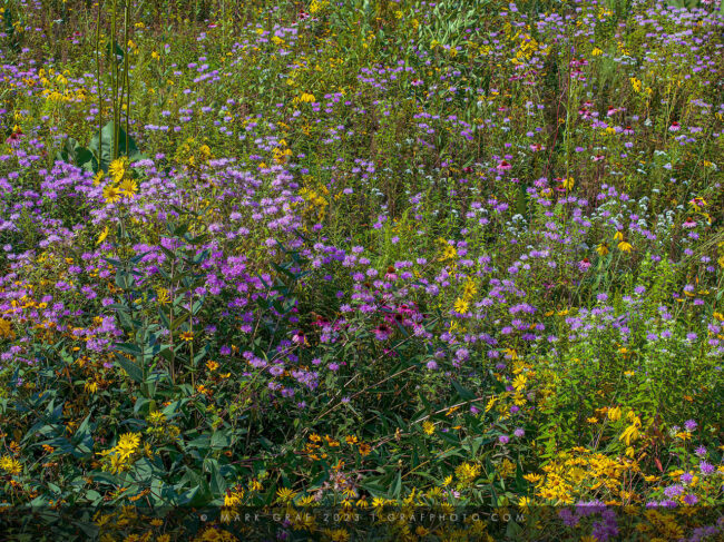 native wildflower meadow in Michigan
