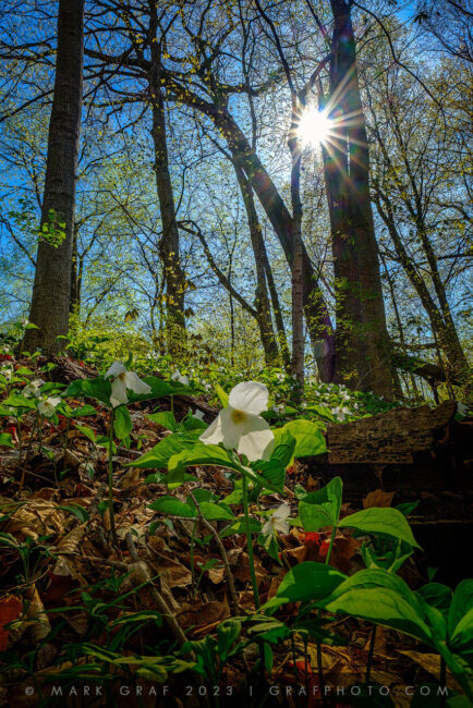 Morning sunshine and trillium FL10788