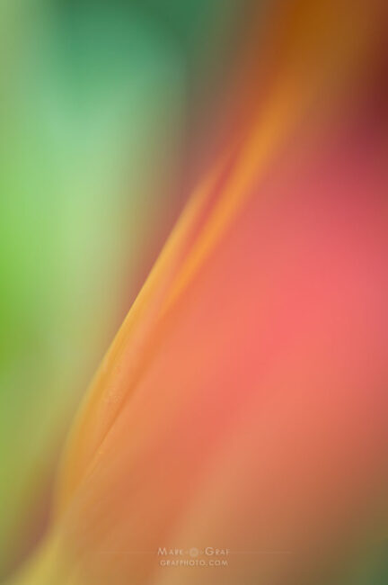 peach fuzz floral abstract