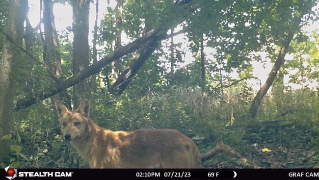 trail cam photo of coyote