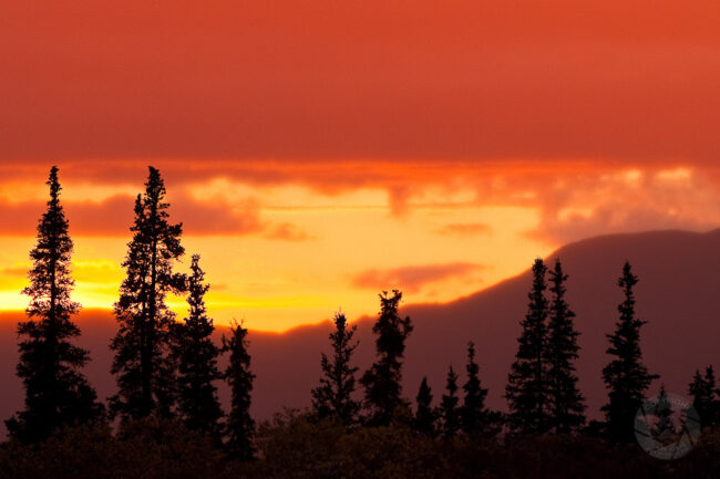 Pantone Peach Fuzz color in landscapes