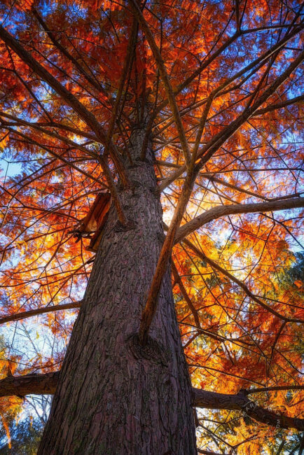 Bald Cypress tree with autumn color