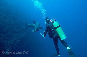 playing tug-of-war with sea lions in the Galapagos