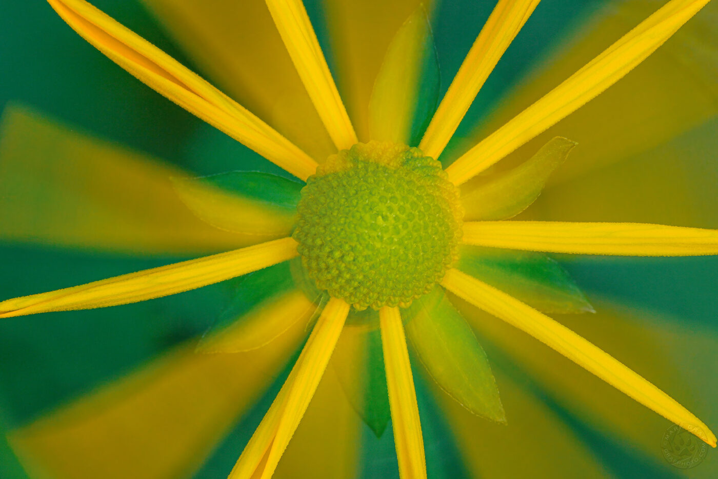 Cutleaf Coneflower (Rudbeckia laciniata)