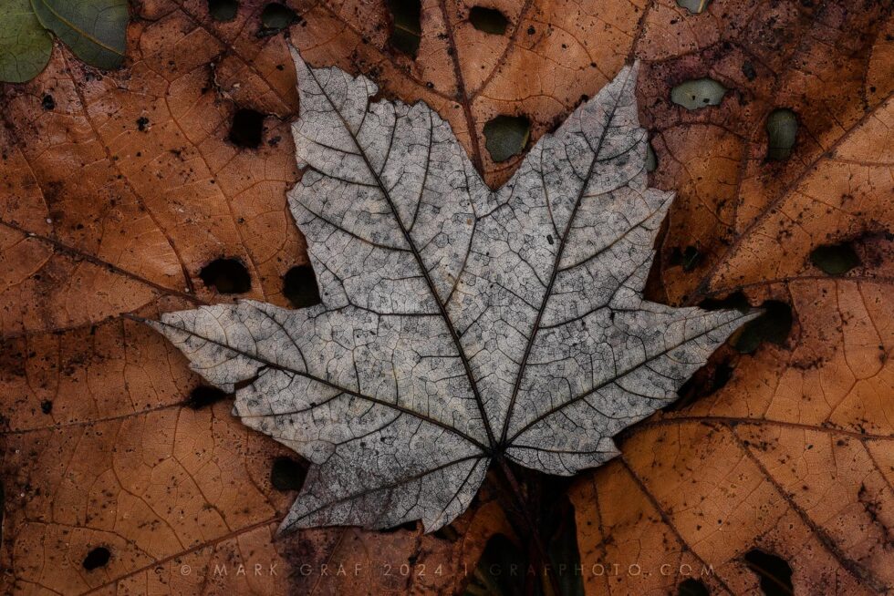 leaf litter and returning to the soil