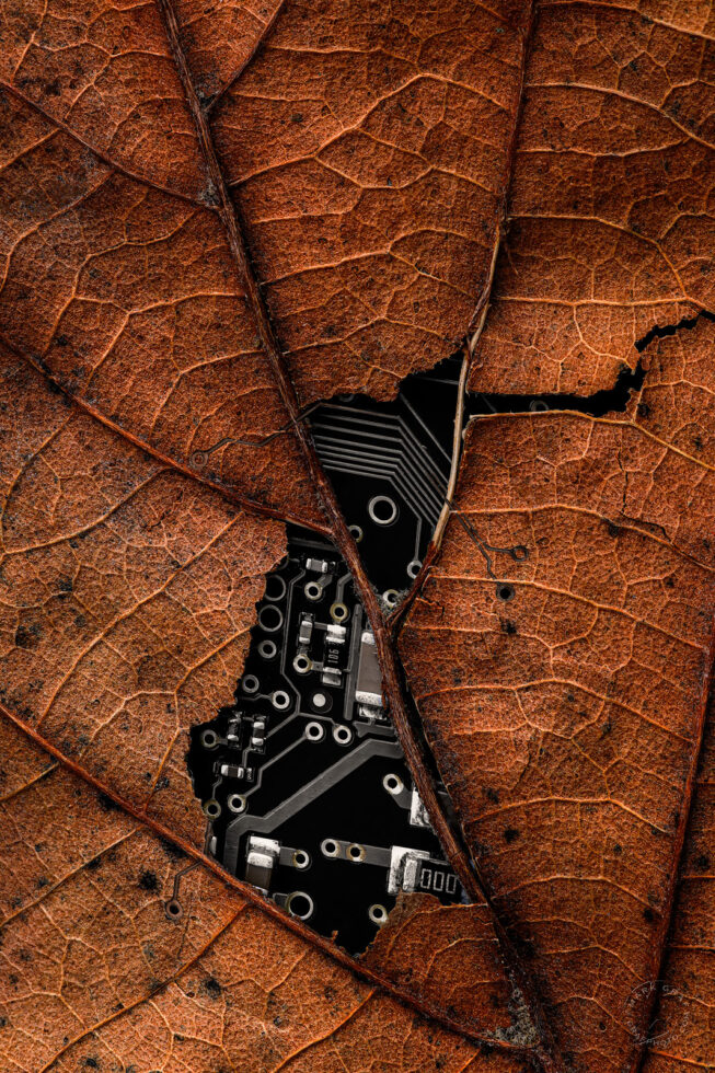 Artificial Life photography concept