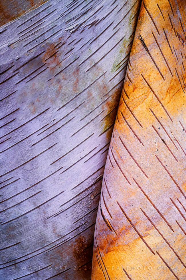peeling paper birch