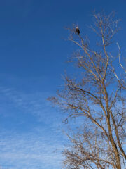 Bald eagle in tree