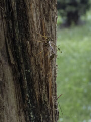 Long-tailed Giant Ichneumonid parasitic wasp with long ovipositor on side of tree