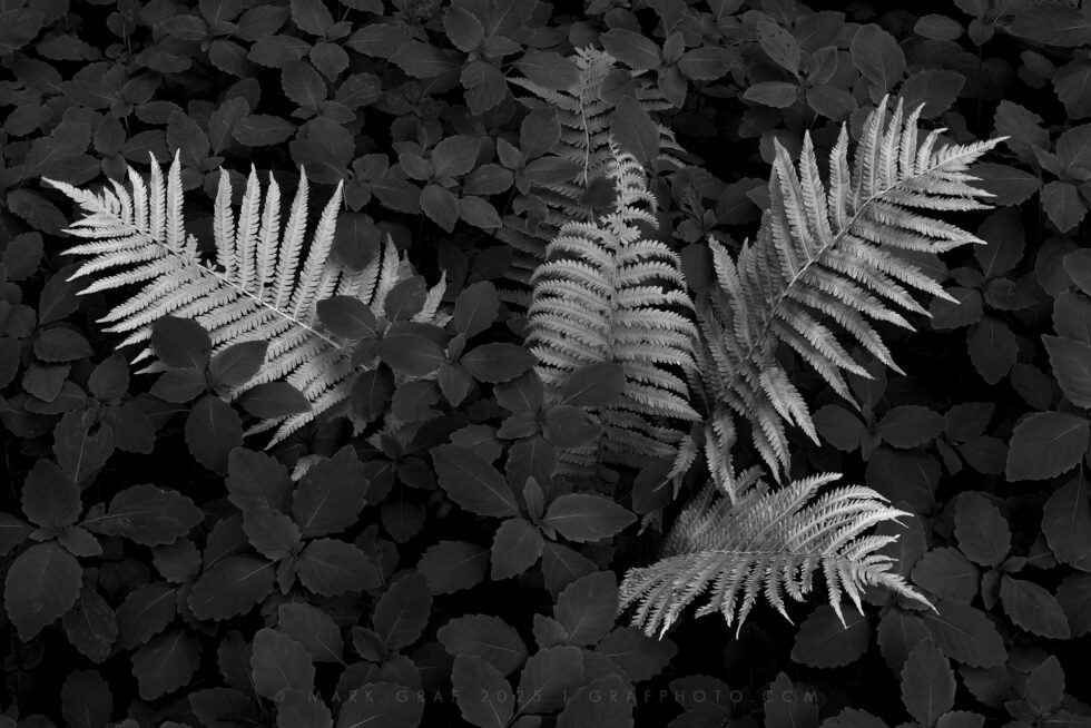 black and white botanical art
